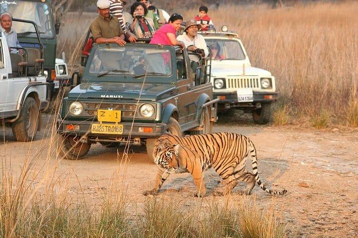 ranthambore tiger